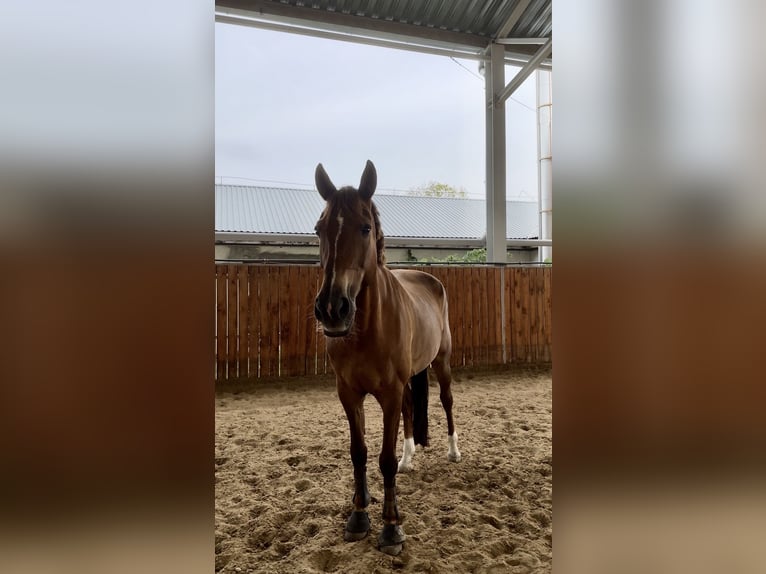 Ungarisches Sportpferd Stute 15 Jahre Dunkelfuchs in Székesfehérvár