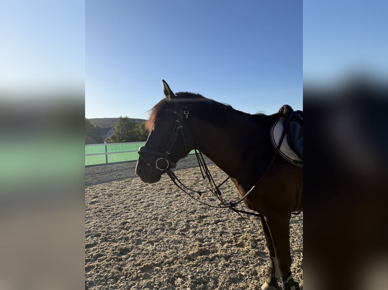 Ungarisches Sportpferd Stute 16 Jahre 146 cm Rappe in Gleißenfeld