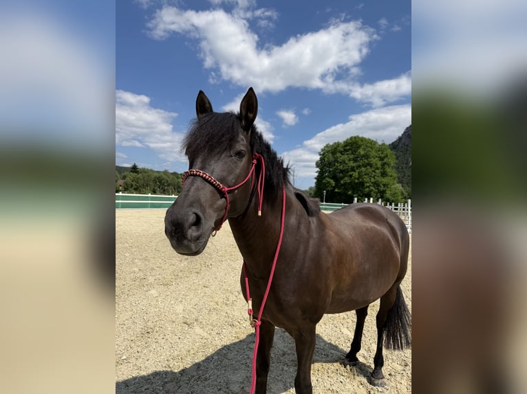 Ungarisches Sportpferd Stute 16 Jahre 146 cm Rappe in Gleißenfeld