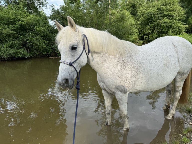 Ungarisches Sportpferd Stute 16 Jahre 160 cm Schimmel in Augsburg