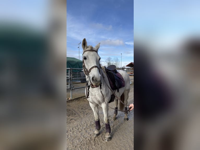 Ungarisches Sportpferd Stute 16 Jahre 160 cm Schimmel in Augsburg