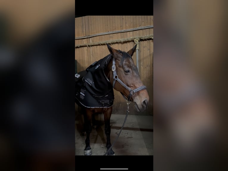 Ungarisches Sportpferd Stute 16 Jahre 164 cm Brauner in Groß Enersdorf