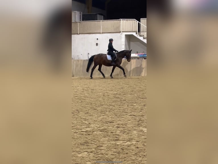 Ungarisches Sportpferd Stute 16 Jahre 164 cm Brauner in Groß Enersdorf