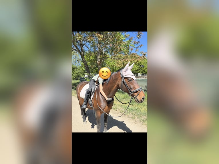 Ungarisches Sportpferd Stute 16 Jahre 165 cm Brauner in Groß Enzersdorf