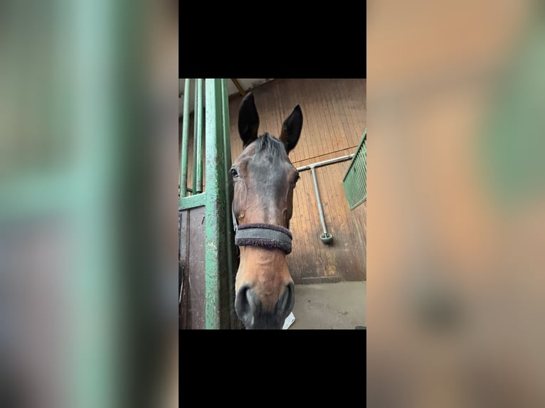 Ungarisches Sportpferd Stute 16 Jahre 165 cm Brauner in Groß Enzersdorf