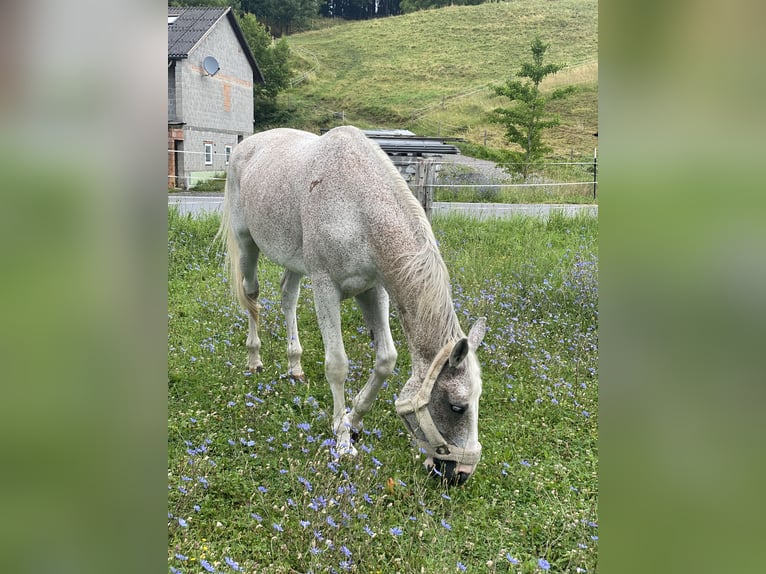Ungarisches Sportpferd Stute 16 Jahre 172 cm Schimmel in Meiningen