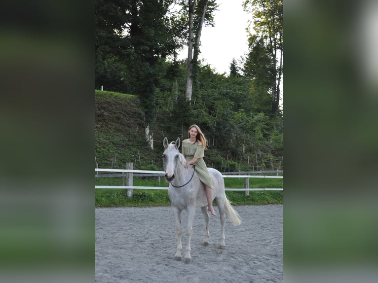 Ungarisches Sportpferd Stute 16 Jahre 172 cm Schimmel in Meiningen