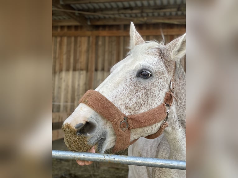Ungarisches Sportpferd Stute 16 Jahre 172 cm Schimmel in Meiningen