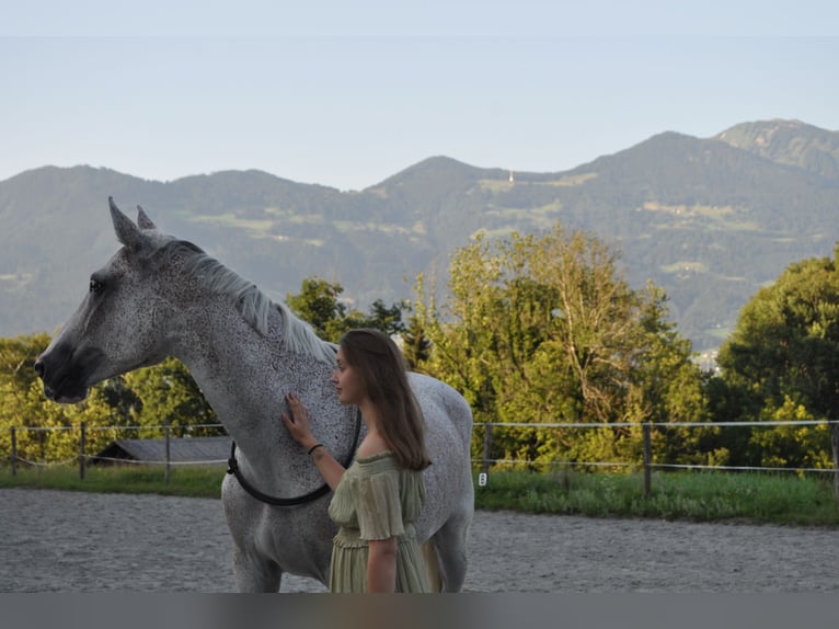 Ungarisches Sportpferd Stute 16 Jahre 172 cm Schimmel in Meiningen