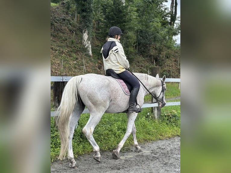 Ungarisches Sportpferd Stute 16 Jahre 172 cm Schimmel in Meiningen