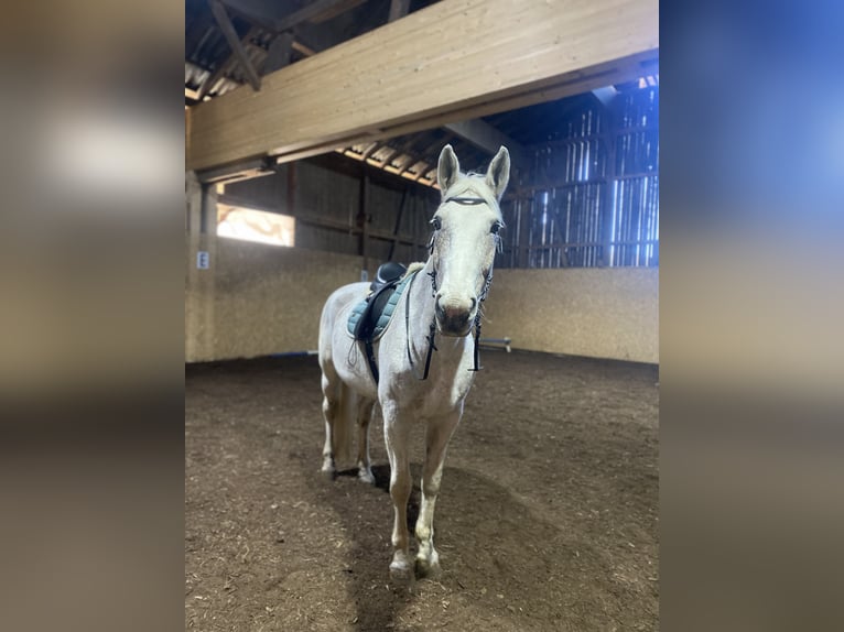 Ungarisches Sportpferd Stute 16 Jahre 172 cm Schimmel in Meiningen