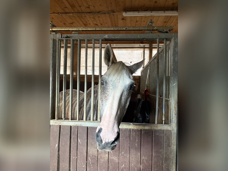 Ungarisches Sportpferd Stute 16 Jahre 172 cm Schimmel in Meiningen