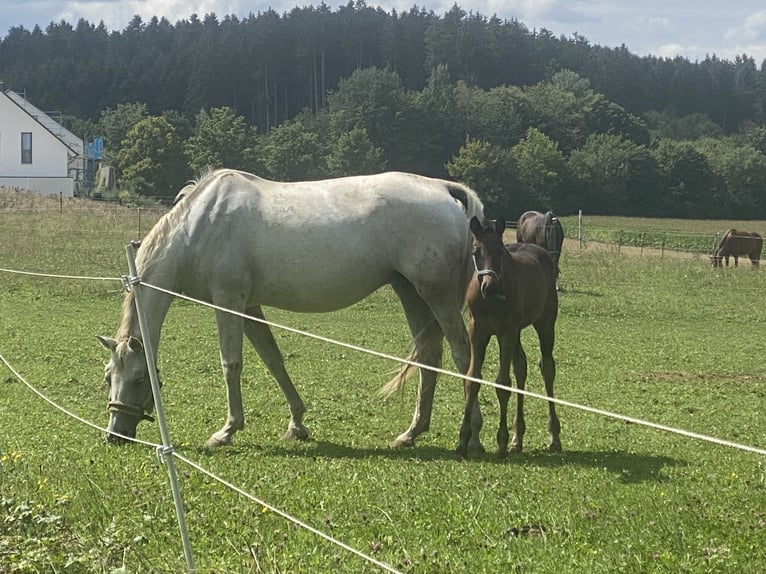 Ungarisches Sportpferd Stute 17 Jahre 165 cm Schimmel in Villingen-Schwenningen