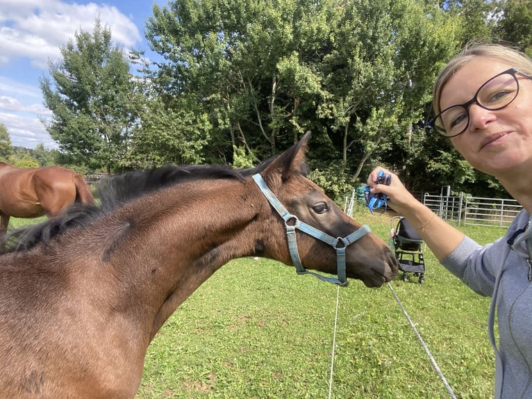 Ungarisches Sportpferd Stute 17 Jahre 165 cm Schimmel in Villingen-Schwenningen