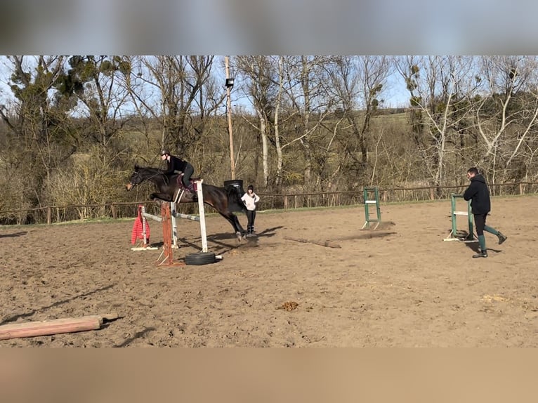 Ungarisches Sportpferd Stute 17 Jahre 168 cm Dunkelbrauner in G&#xF6;d&#xF6;ll&#x151;