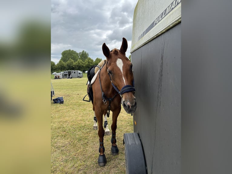 Ungarisches Sportpferd Stute 17 Jahre 172 cm Fuchs in Walkendorf