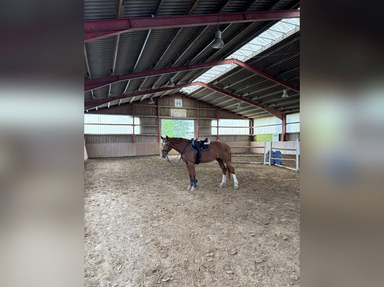 Ungarisches Sportpferd Stute 17 Jahre 172 cm Fuchs in Walkendorf