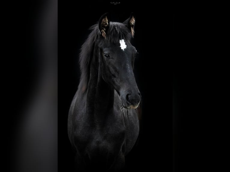 Ungarisches Sportpferd Stute 1 Jahr 130 cm Schimmel in Zalakomár