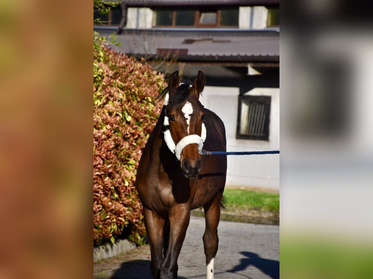 Ungarisches Sportpferd Stute 1 Jahr 140 cm Rotbrauner in Baracska