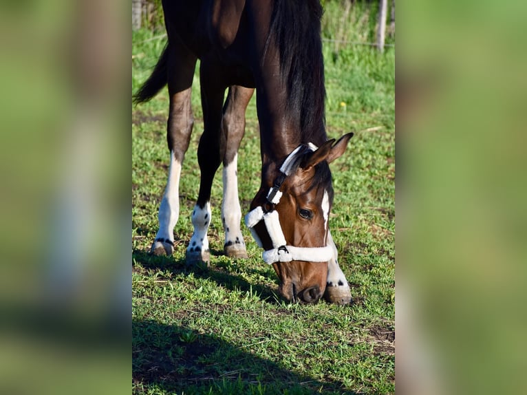 Ungarisches Sportpferd Stute 1 Jahr 140 cm Rotbrauner in Baracska