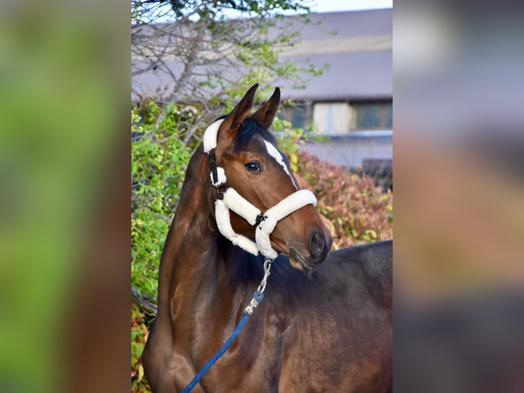 Ungarisches Sportpferd Stute 1 Jahr 140 cm Rotbrauner in Baracska