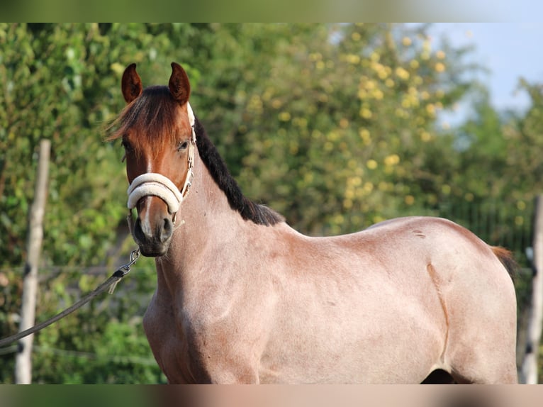 Ungarisches Sportpferd Stute 1 Jahr 155 cm Roan-Bay in Abda