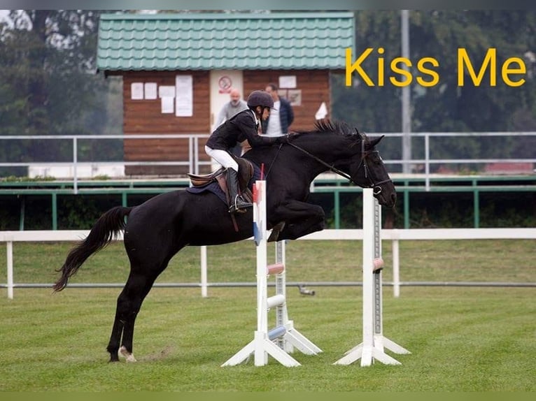 Ungarisches Sportpferd Stute 1 Jahr 165 cm Brauner in Piliscsaba