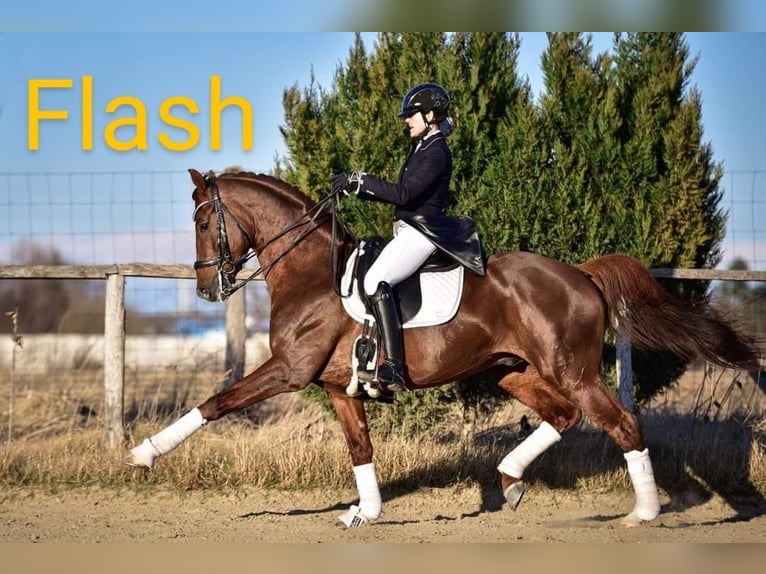 Ungarisches Sportpferd Stute 1 Jahr 165 cm Brauner in Piliscsaba