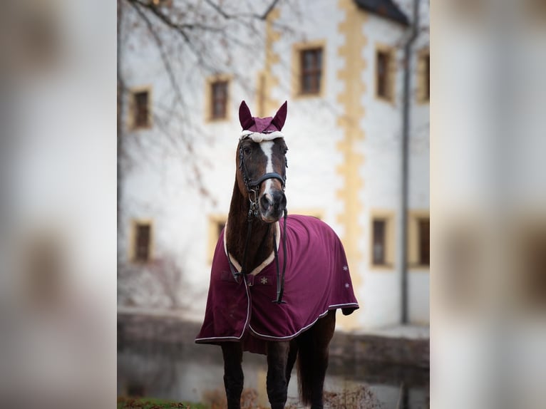 Ungarisches Sportpferd Stute 28 Jahre 165 cm Brauner in Neukirchen/Erzgebirge