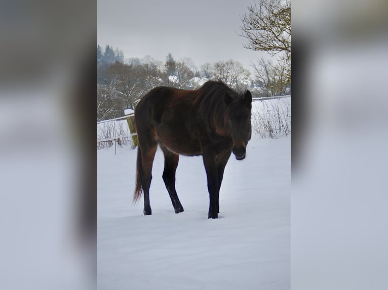 Ungarisches Sportpferd Mix Stute 2 Jahre 144 cm Dunkelbrauner in Großalmerode