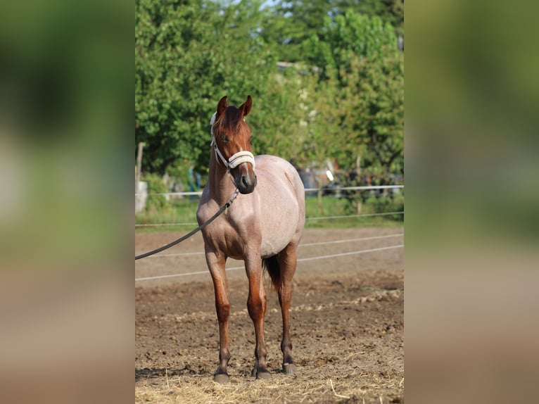 Ungarisches Sportpferd Stute 2 Jahre 155 cm Roan-Bay in Abda
