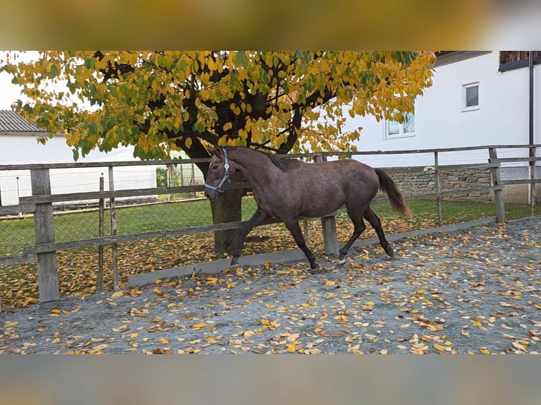 Ungarisches Sportpferd Stute 2 Jahre 165 cm Fuchs in Unterwart