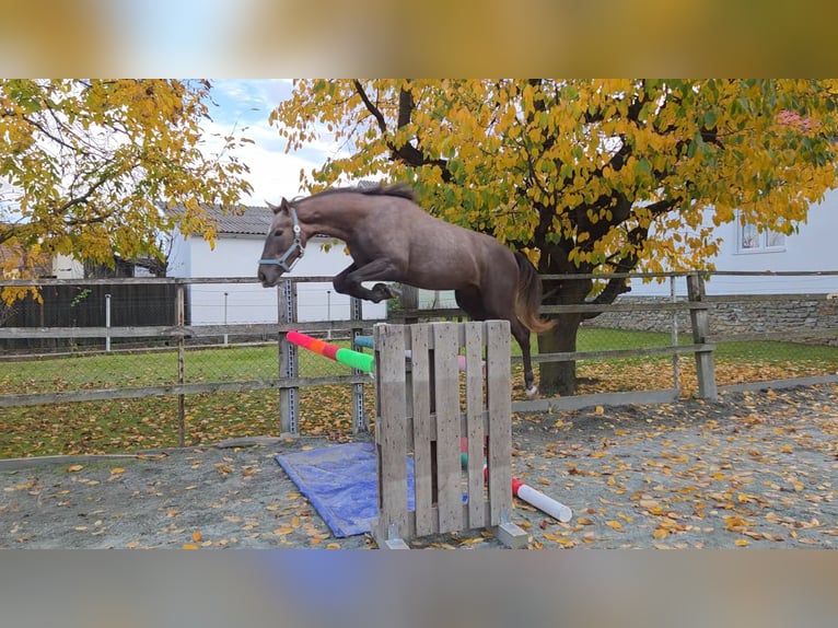 Ungarisches Sportpferd Stute 2 Jahre 165 cm Fuchs in Unterwart