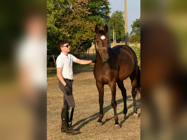 Ungarisches Sportpferd Stute 2 Jahre 166 cm Rotbrauner in Debrecen