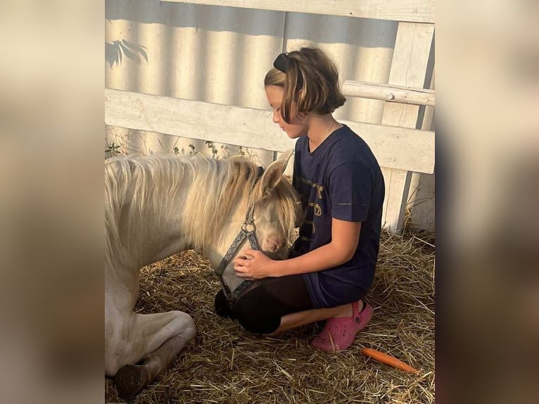 Ungarisches Sportpferd Stute 3 Jahre 135 cm Palomino in Vasad
