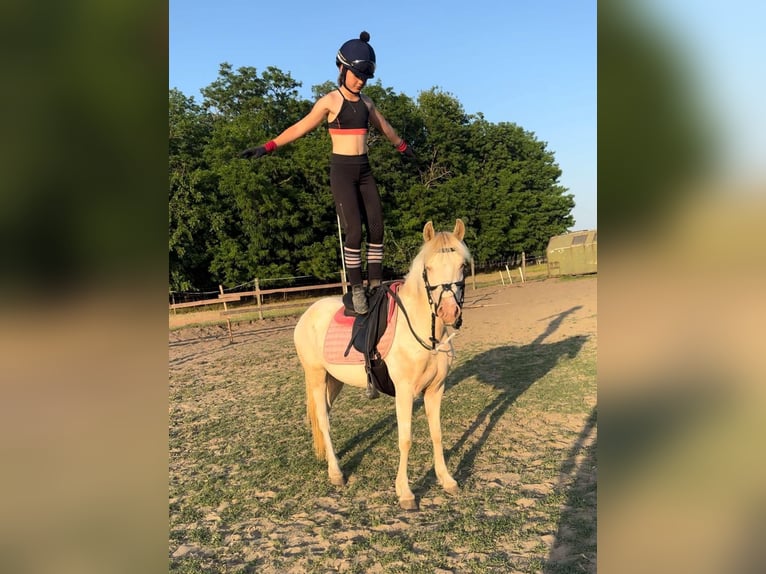 Ungarisches Sportpferd Stute 3 Jahre 135 cm Palomino in Vasad