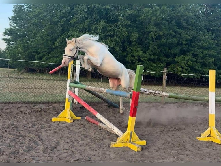 Ungarisches Sportpferd Stute 3 Jahre 135 cm Palomino in Vasad
