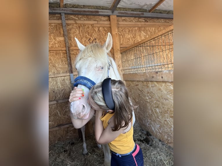 Ungarisches Sportpferd Stute 3 Jahre 135 cm Palomino in Vasad