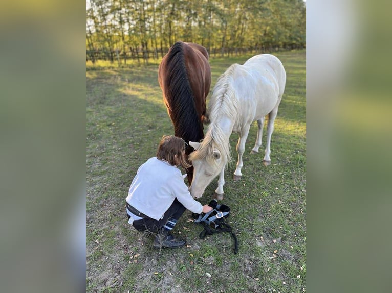 Ungarisches Sportpferd Stute 3 Jahre 135 cm Palomino in Vasad