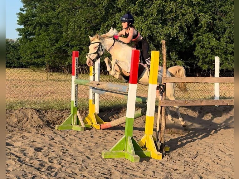 Ungarisches Sportpferd Stute 3 Jahre 135 cm Palomino in Vasad