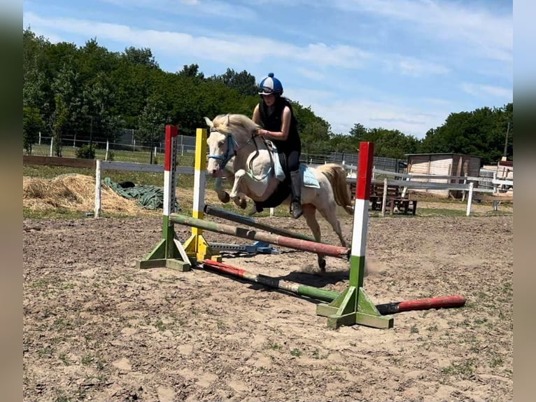 Ungarisches Sportpferd Stute 3 Jahre 135 cm Palomino in Vasad