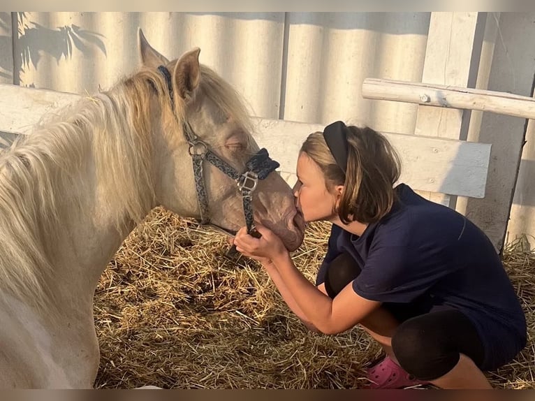 Ungarisches Sportpferd Stute 3 Jahre 135 cm Palomino in Vasad