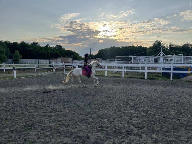 Ungarisches Sportpferd Stute 3 Jahre 135 cm Palomino in Vasad