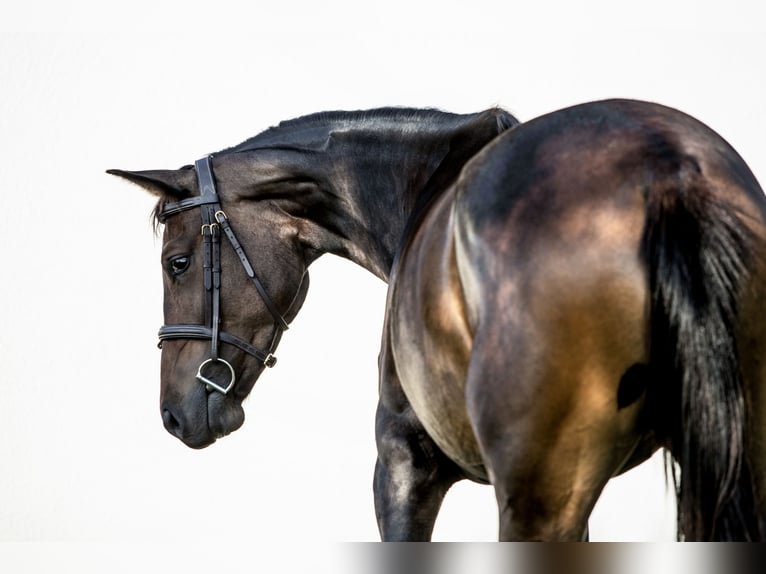 Ungarisches Sportpferd Stute 3 Jahre 165 cm Dunkelbrauner in Kiskunhalas