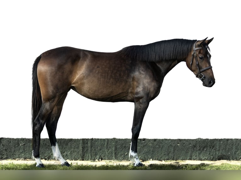 Ungarisches Sportpferd Stute 3 Jahre 165 cm Dunkelbrauner in Kiskunhalas