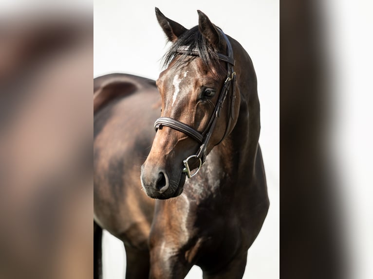 Ungarisches Sportpferd Stute 3 Jahre 165 cm Dunkelbrauner in Kiskunhalas