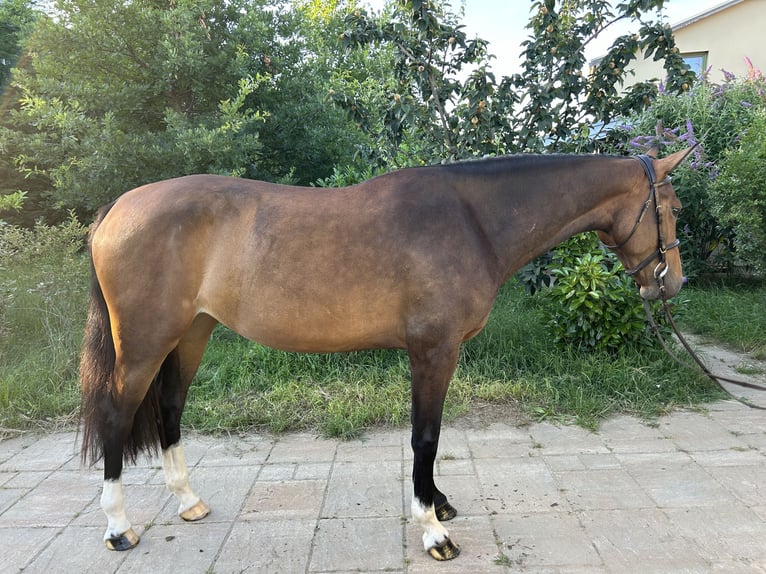 Ungarisches Sportpferd Stute 3 Jahre 165 cm Rotbrauner in Csomád