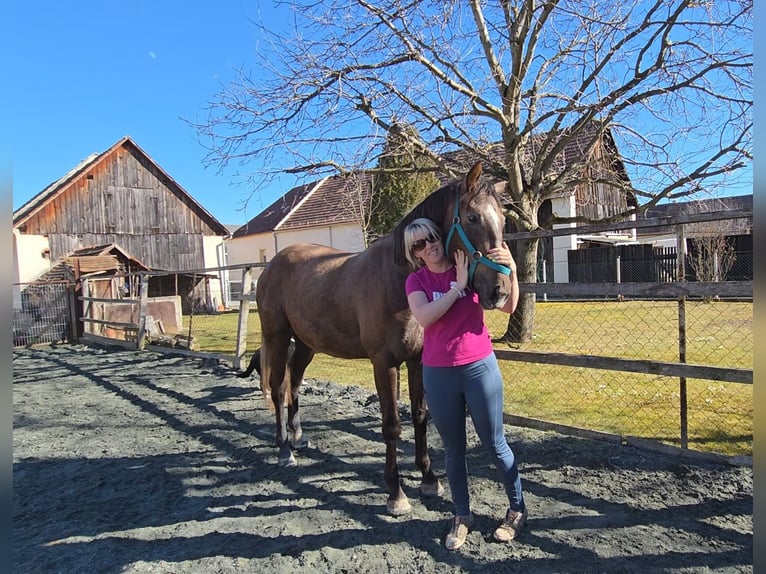 Ungarisches Sportpferd Stute 3 Jahre 165 cm  in Unterwart