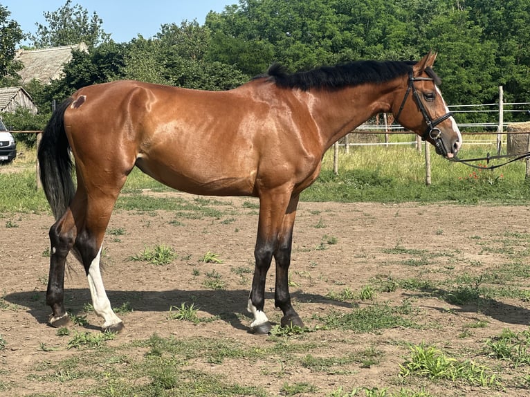 Ungarisches Sportpferd Stute 3 Jahre 172 cm Rotbrauner in Cs&#xE1;talja