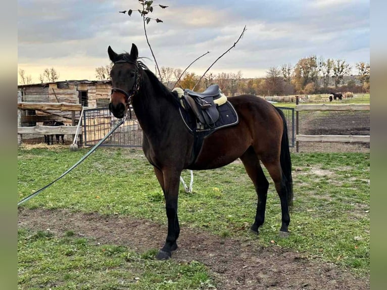 Ungarisches Sportpferd Stute 3 Jahre 175 cm Brauner in Noszlop